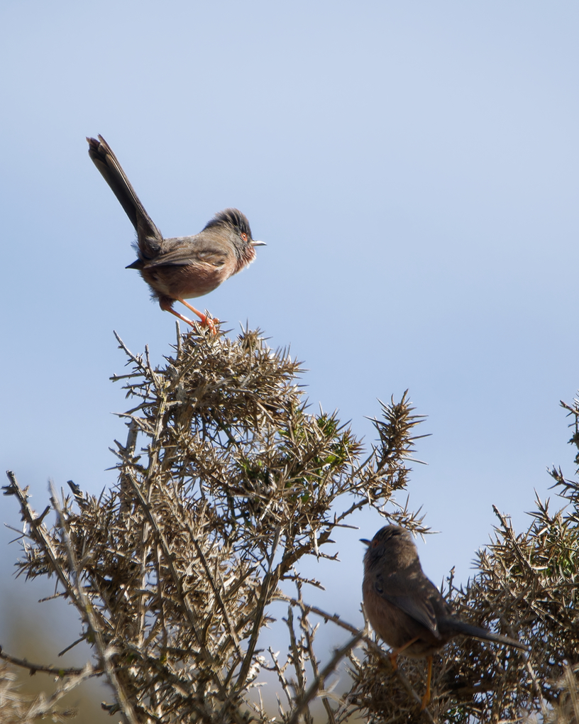 Dartford Warbler